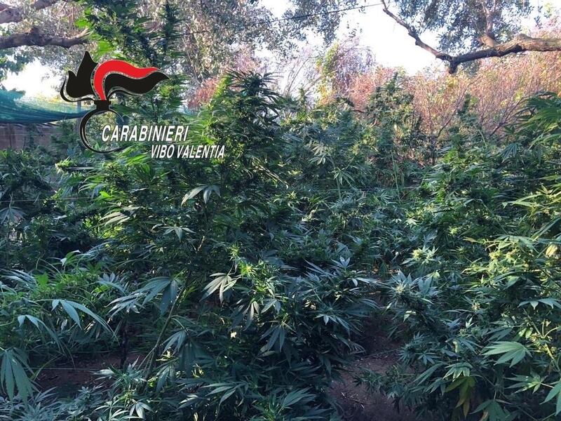 Vibo Valentia, l'operazione antidroga dei carabinieri 10