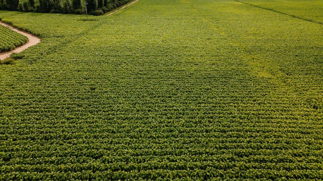 Philip Morris premia gli agricoltori italiani: arriva il bonus contro il caro energia
