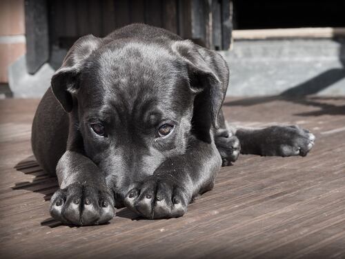 Ora è vietato lasciare il cane sul balcone: c'è multa da 500 euro