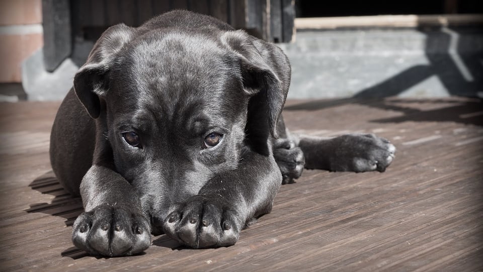 Come difendere il cane dal colpo di calore