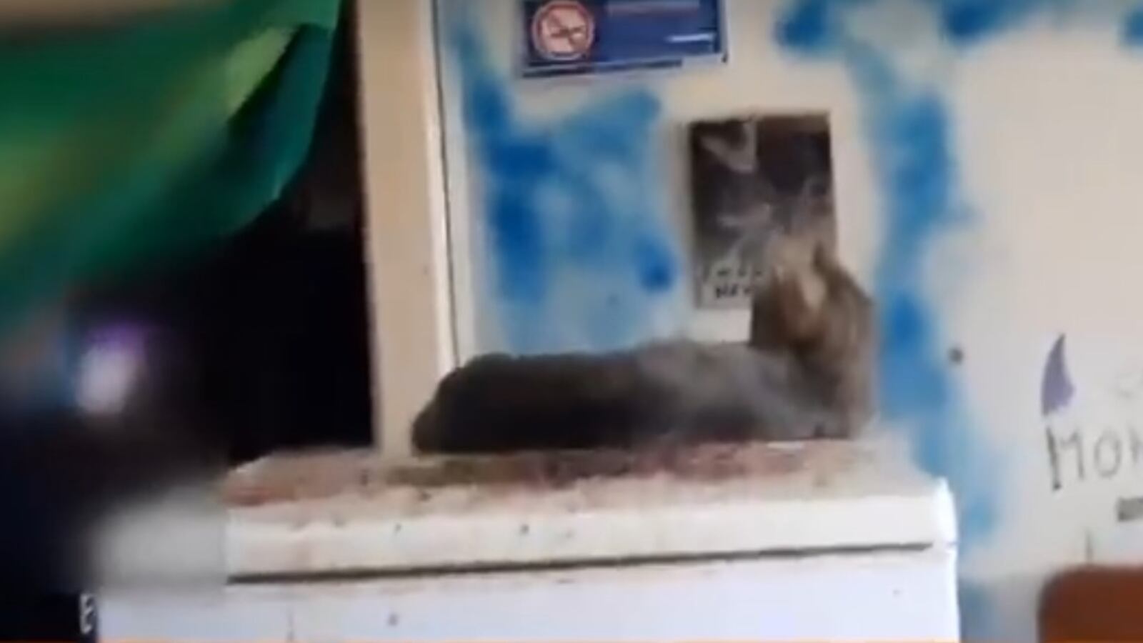 Bologna, vive nella sporcizia e negli escrementi con gatti e tartaruga: 40enne segnalato