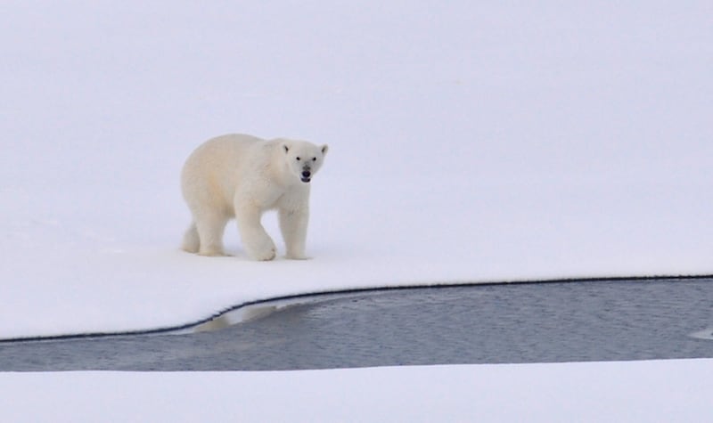 orso polare