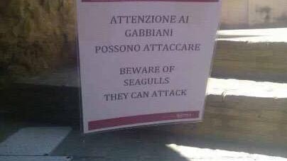 Roma, spunta il cartello del Campidoglio: "Attenti ai gabbiani, attaccano"