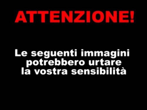 Il traffico di bovini