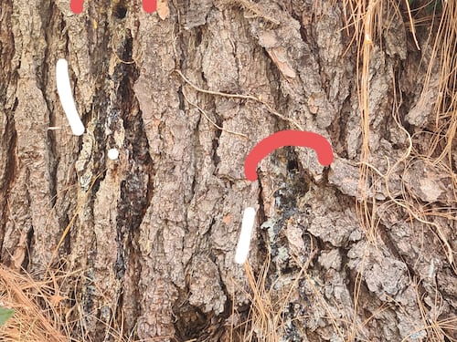 Trapani e veleno per "uccidere" l'albero secolare: il gesto crudele dei teppisti