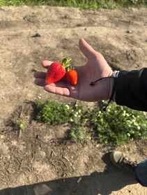 Le fragole di Parete 6