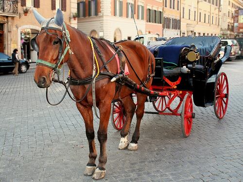 Roma, stop alle botticelle durante le ondate di calore