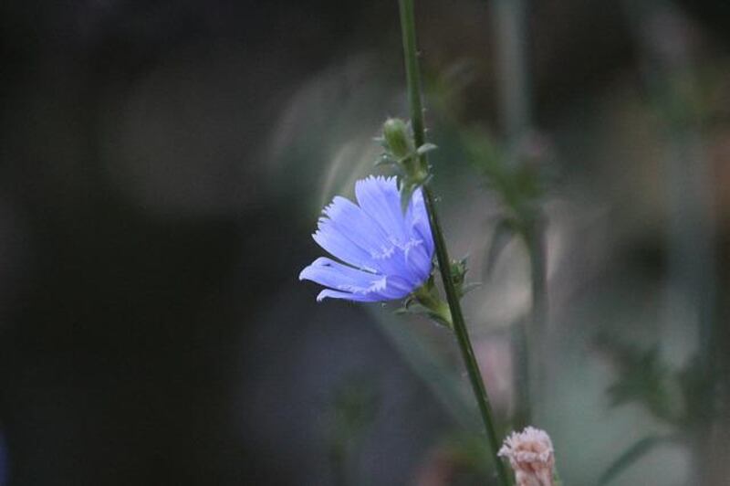Cicoria