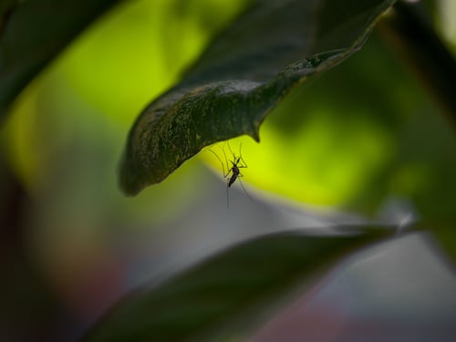West Nile, disinfestazioni sotto accusa