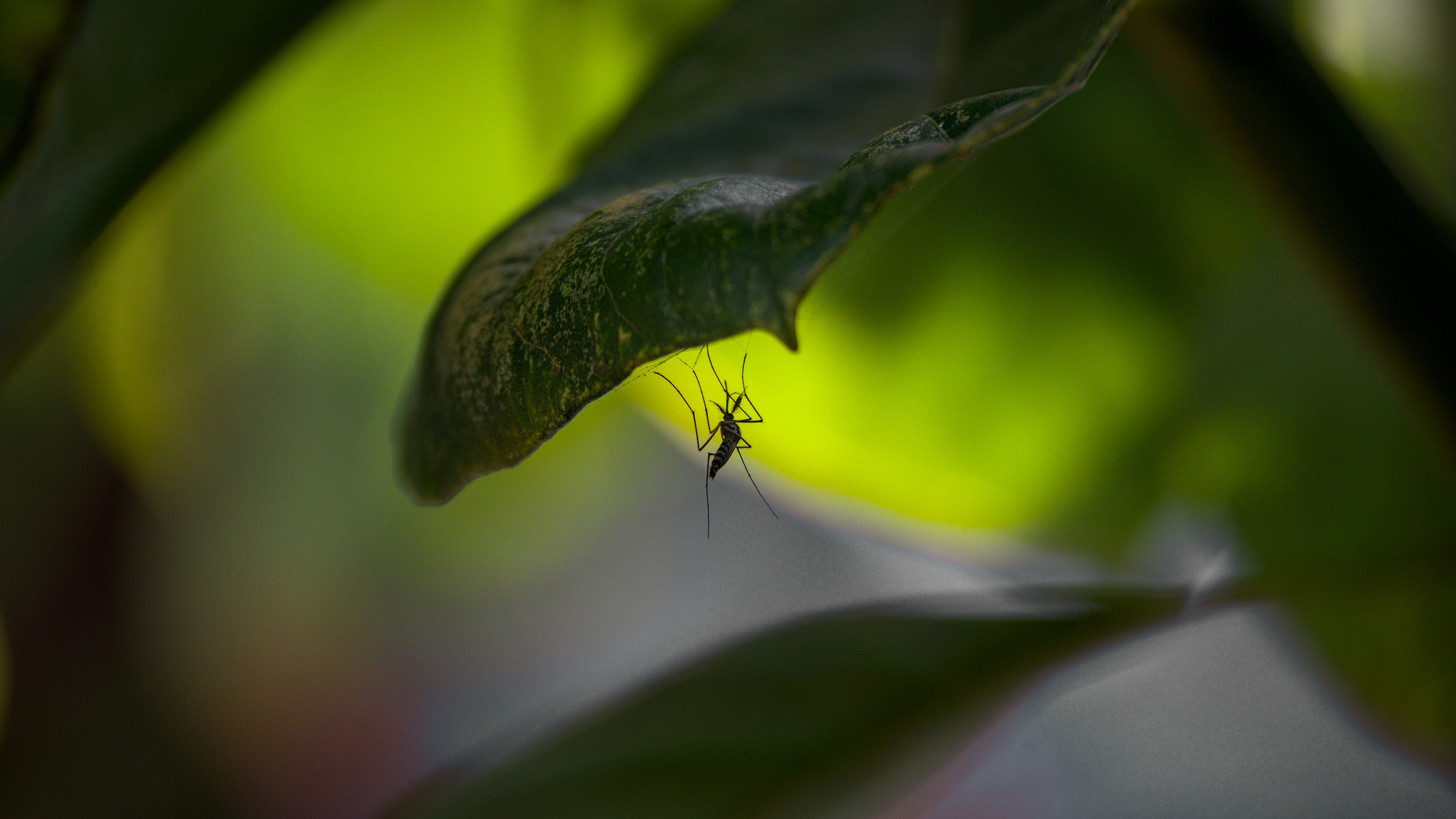 West Nile, disinfestazioni sotto accusa