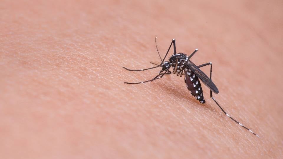 Nuovi casi di virus West Nile in sei regioni italiane: come comportarsi