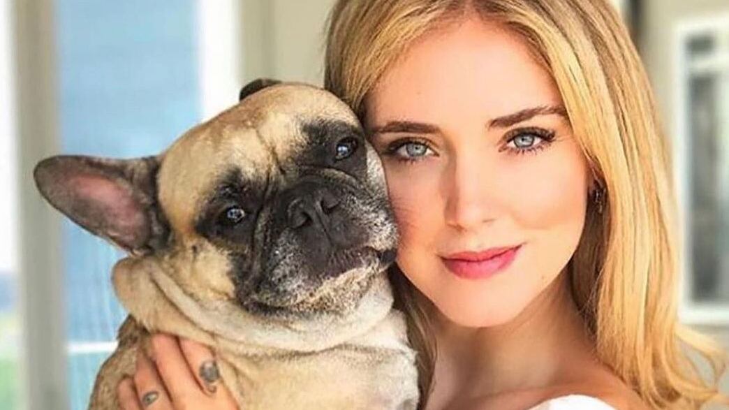 "Non comprate il cane della Ferragni". Ecco perché i bulldog francesi passano una vita infernale