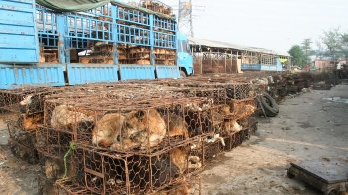 In Cina la "sagra" del cane. "L'Expo condanni l'orrore"