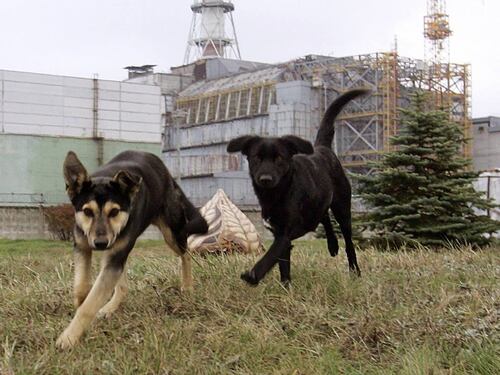A Chernobyl animali e piante stanno bene: cosa vuol dire tutto questo?
