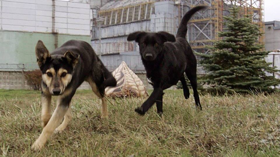 Scampati a Chernobyl soltanto gli animali (ma non sono più loro)