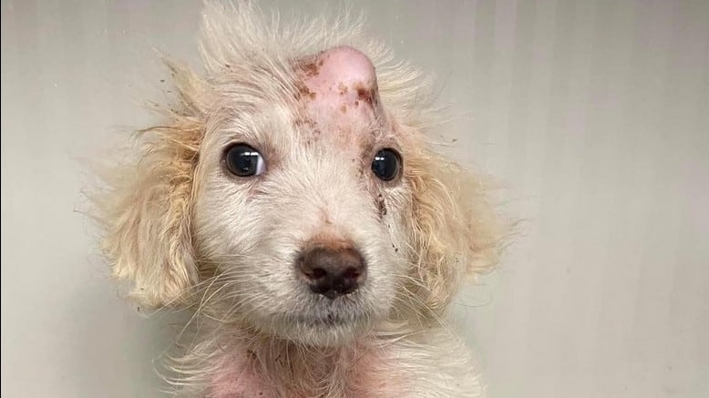 Orrore a Salerno, cucciolo di cane lanciato da un'auto in corsa: la rabbia sul web