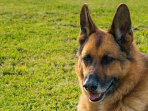 Lecce, difende il proprio cane ma viene morso da un pastore tedesco