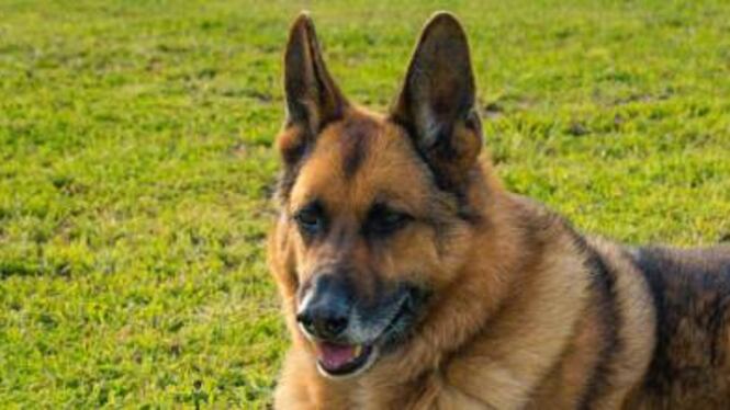 Lecce, difende il proprio cane ma viene morso da un pastore tedesco