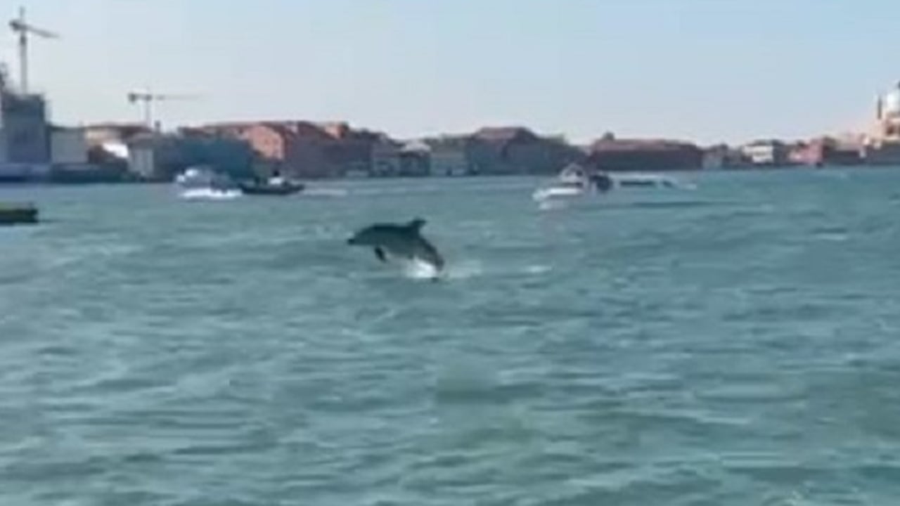 Venezia, Mimmo e il grande equivoco dei turisti: i delfini non ridono