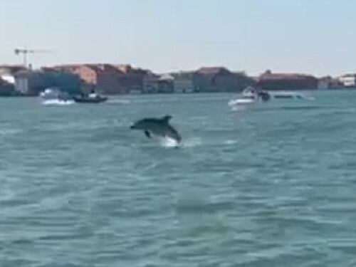Venezia, Mimmo e il grande equivoco dei turisti: i delfini non ridono