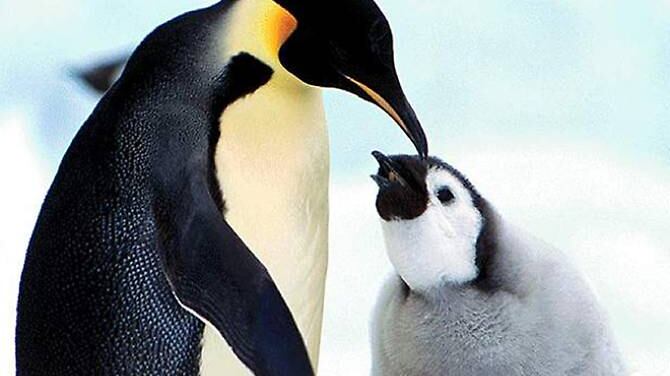 Ora ci sono i pinguini gay che adottano le uova