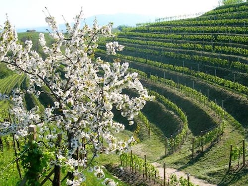 L'Italia torna prima nella produzione mondiale di vini