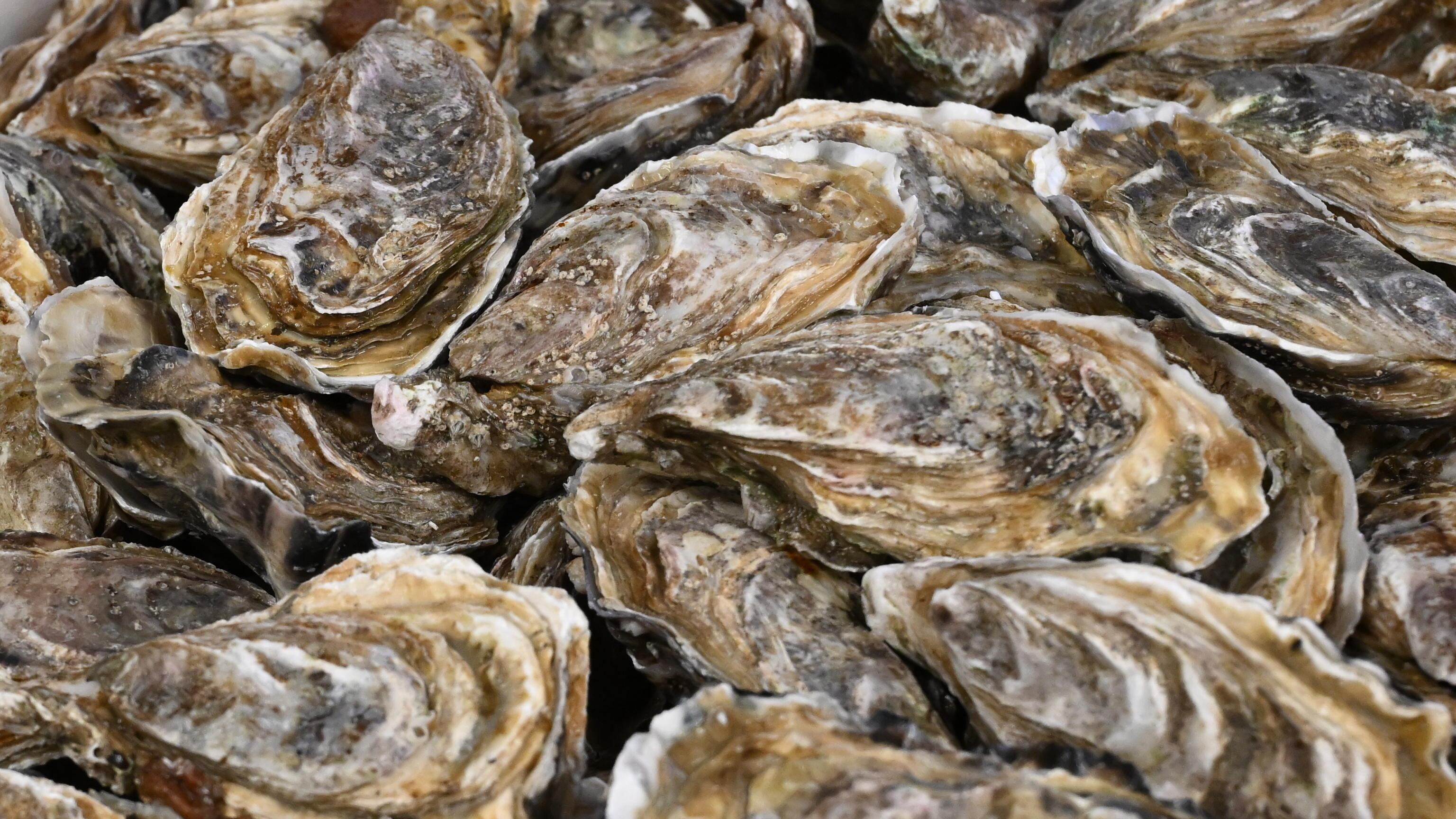 Francia, Capodanno con l’incubo ostriche: troppe intossicazioni, stop alle vendite