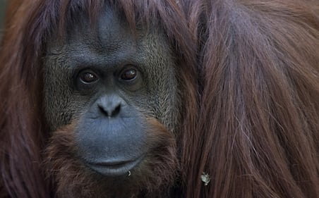 L'orango Sandra allo zoo di Buenos Aires 5