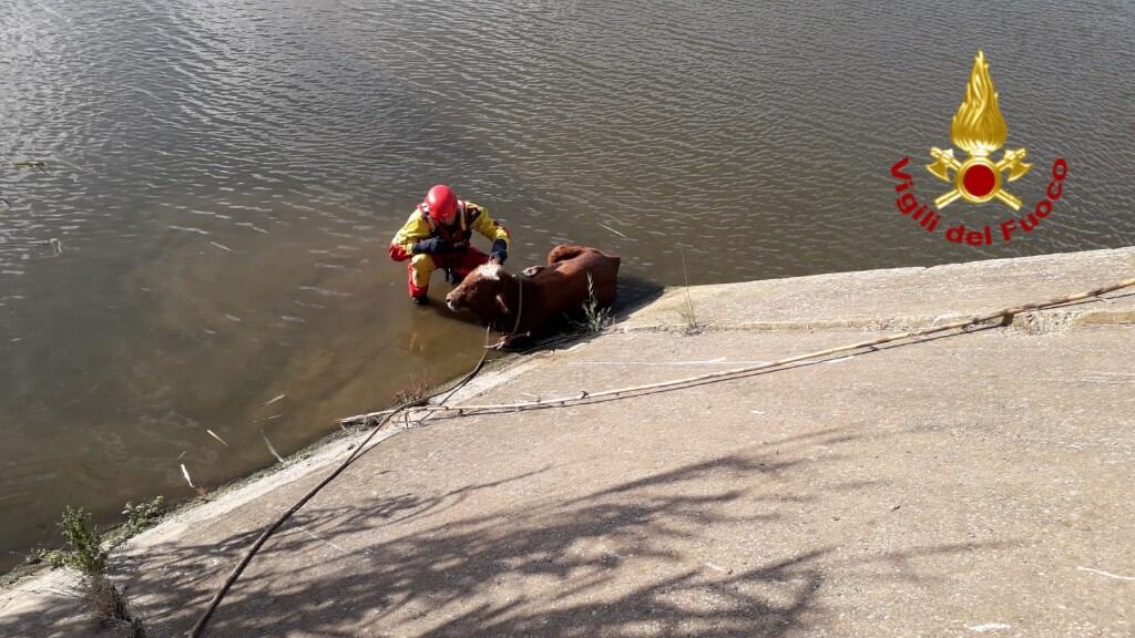 La mucca finisce in acqua. Ma i vigili la salvano