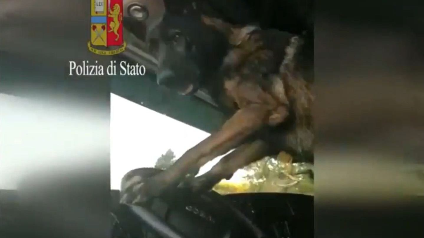 Gimbo, il cane poliziotto che suona due volte il clacson quando trova la droga