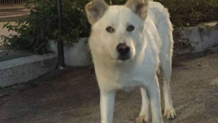 Catanzaro, una statua per un cane seviziato e ucciso