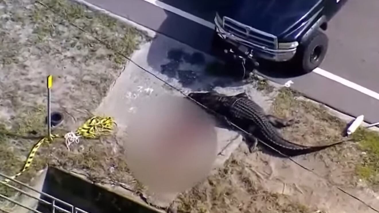 Coccodrillo azzanna un uomo e trascina il suo cadavere: orrore in Florida