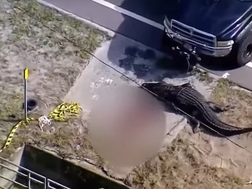 Coccodrillo azzanna un uomo e trascina il suo cadavere: orrore in Florida