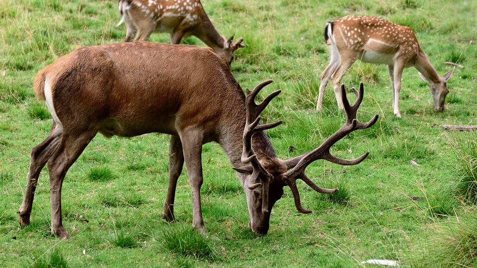Incornato da un cervo: 72enne in gravi condizioni