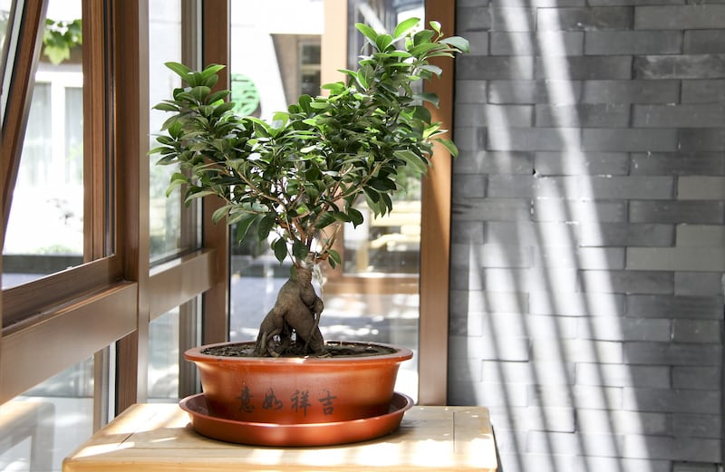 Bonsai