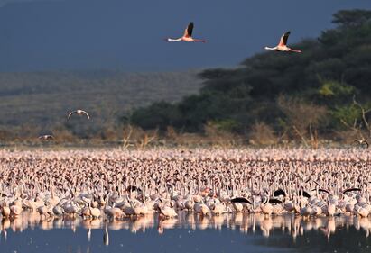La magia dei fenicotteri rosa in Kenya 18