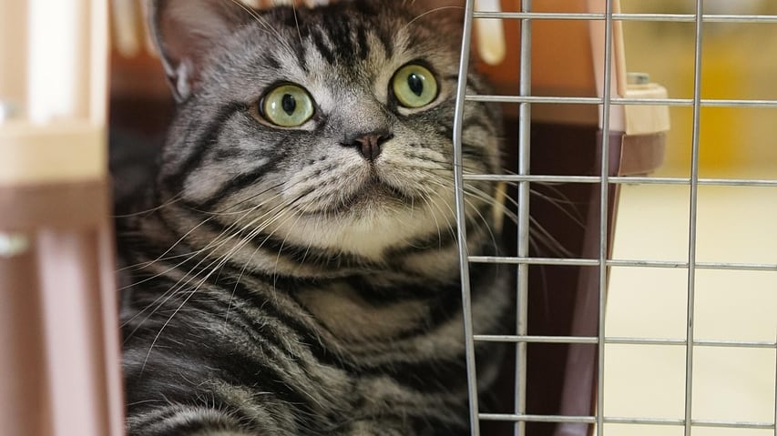 Portare il cane o il gatto in aereo: quali compagnie li accettano (e quali ancora no)
