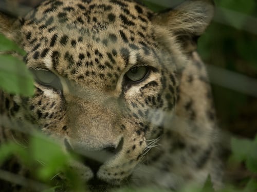 Guardiana aggredita da un leopardo allo zoo