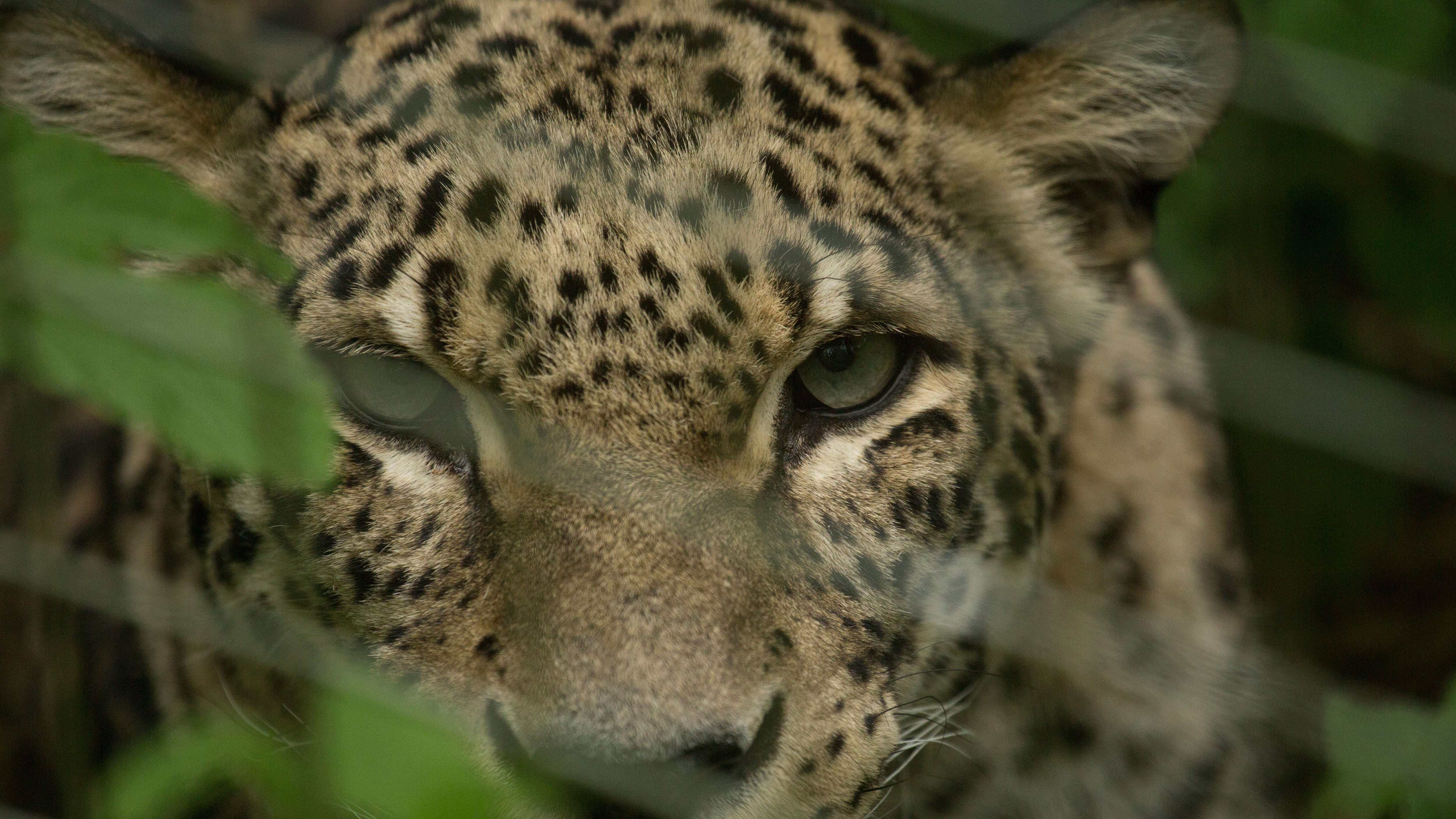 Leopardo
