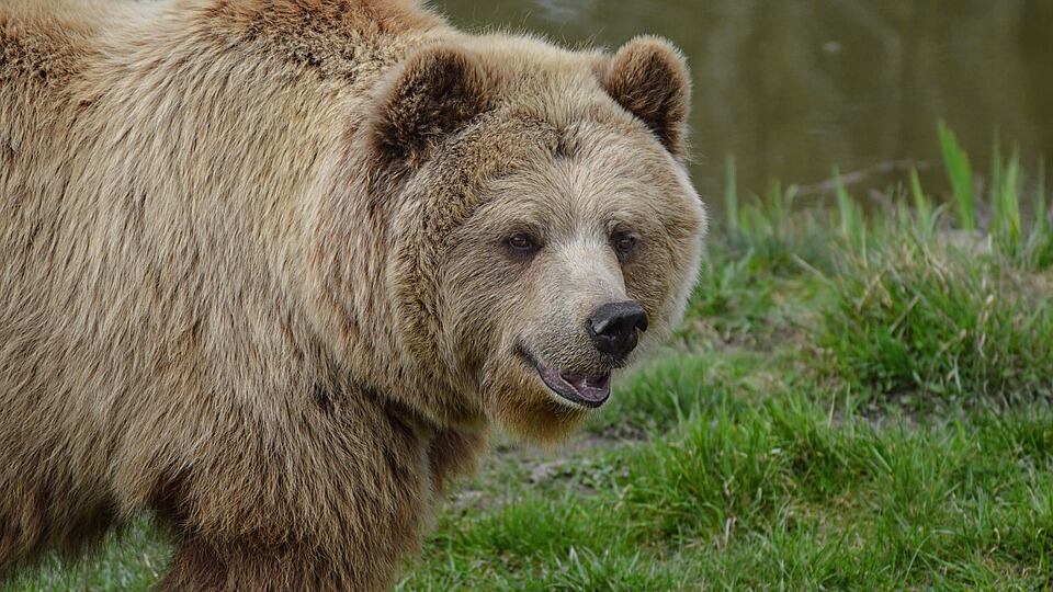 Chi tifa per l'orso (o per gli immigrati) dall'attico in centro