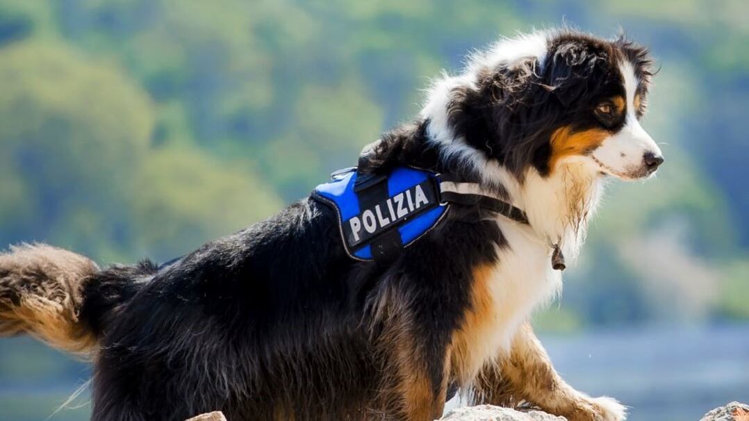 Addio a Night Spirit, il cane poliziotto eroe del Ponte Morandi