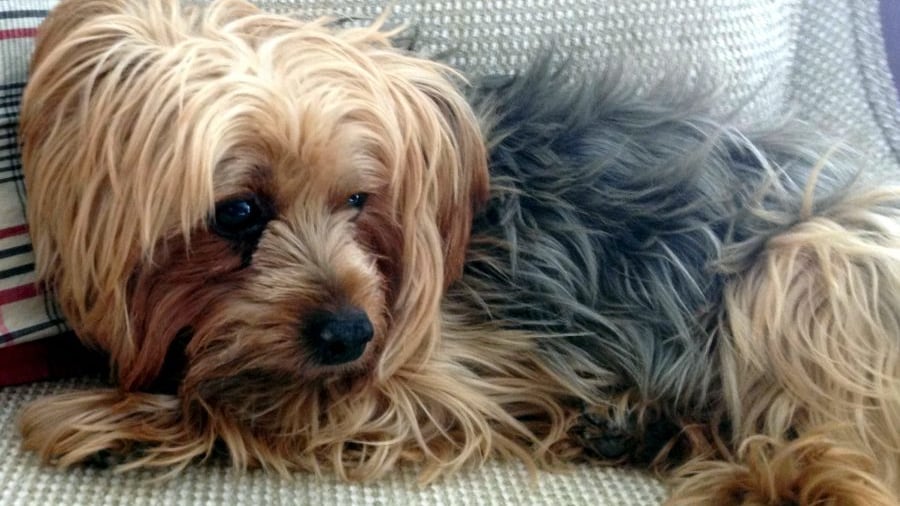 Spagna, anziano cade in un dirupo: salvo grazie al suo cagnolino