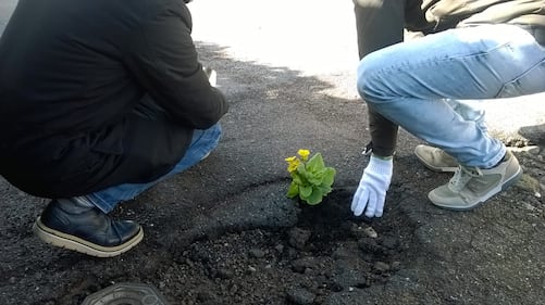 Fiori nelle buche, la protesta nei municipi romani 1
