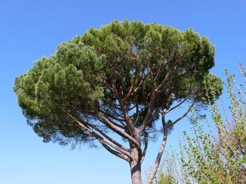 Estate troppo calda? Al posto dei platani ecco le piante esotiche