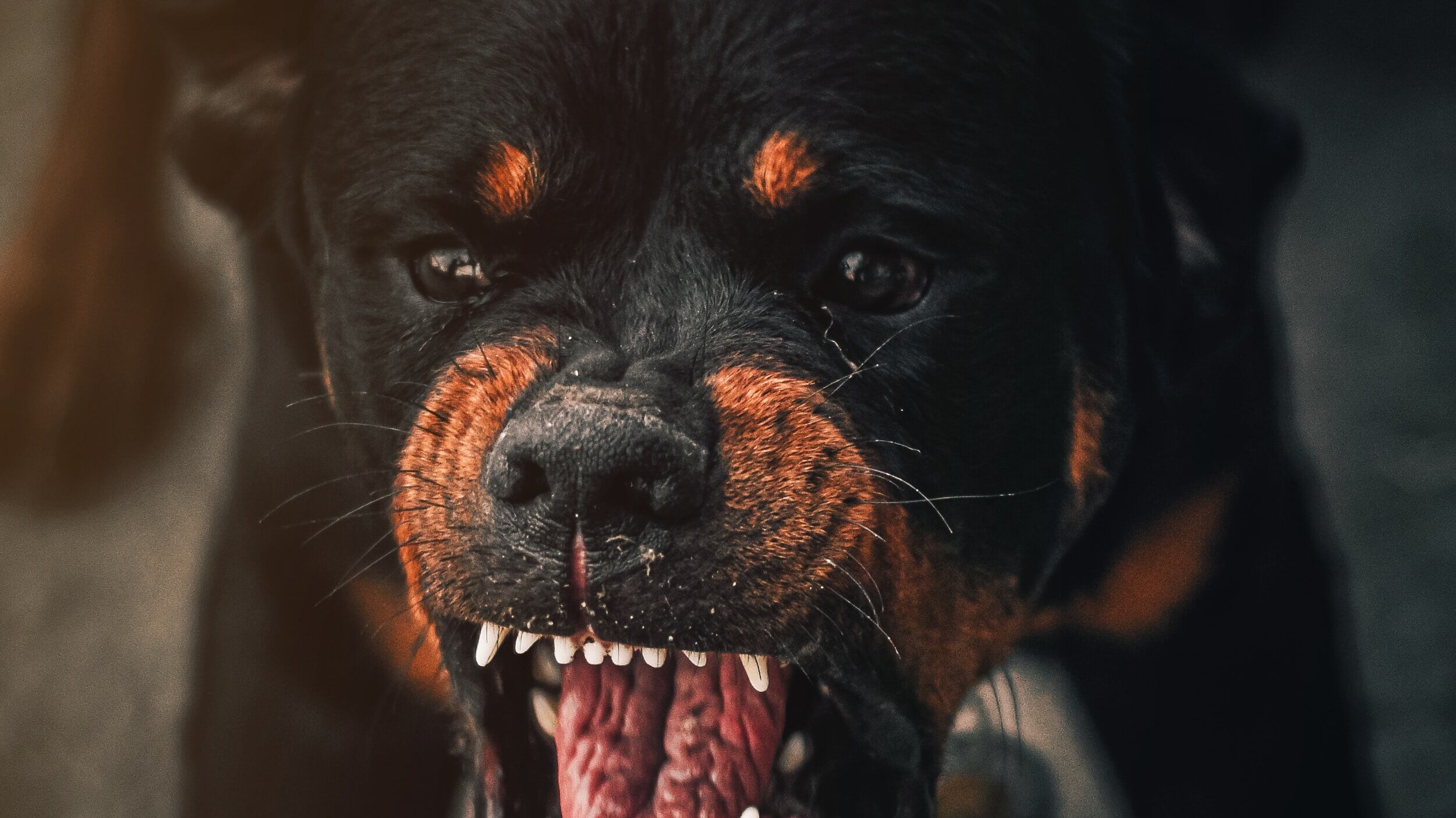 Azzannati dal rottweiler di casa. Gravi fratellini di 8 e 10 anni