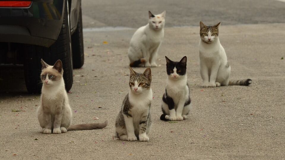 Coronavirus, al via i test sui gatti domestici di Vò