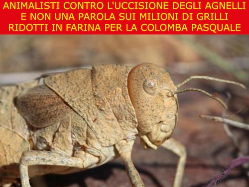 La satira del giorno. Animalisti alla carica