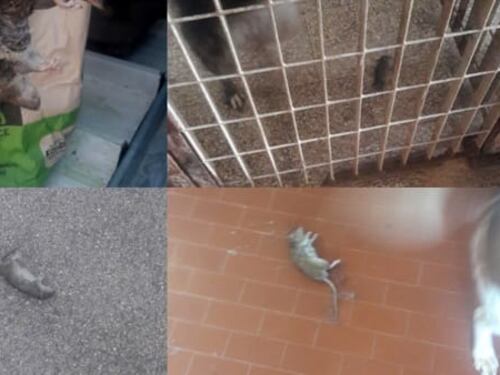 Manfredonia, nel canile il sospetto che ci siano più topi che cani