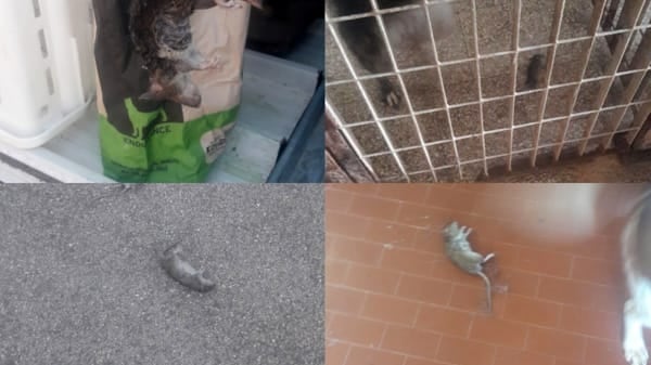 Manfredonia, nel canile il sospetto che ci siano più topi che cani