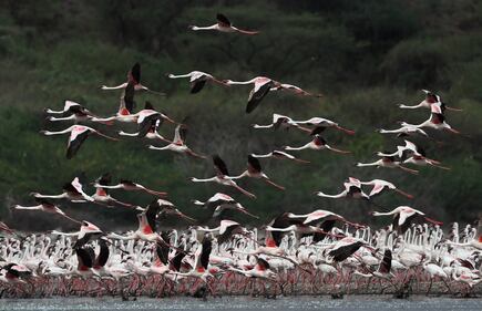 La magia dei fenicotteri rosa in Kenya 1